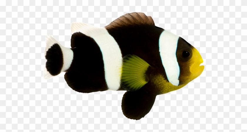 Saddleback Clownfish - Amphiprion Polymnus - Anemone Fish #438382
