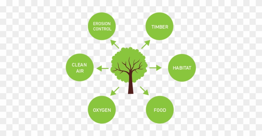 Benefits Of Planting Trees - Benefits Of Planting Trees #438755