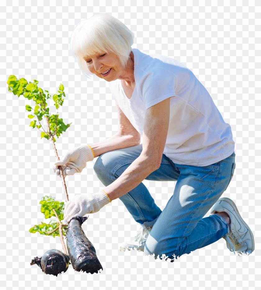 Cutout Elder Woman Planting Tree,garden Activity - Cutout Elder Woman Planting Tree,garden Activity #438781