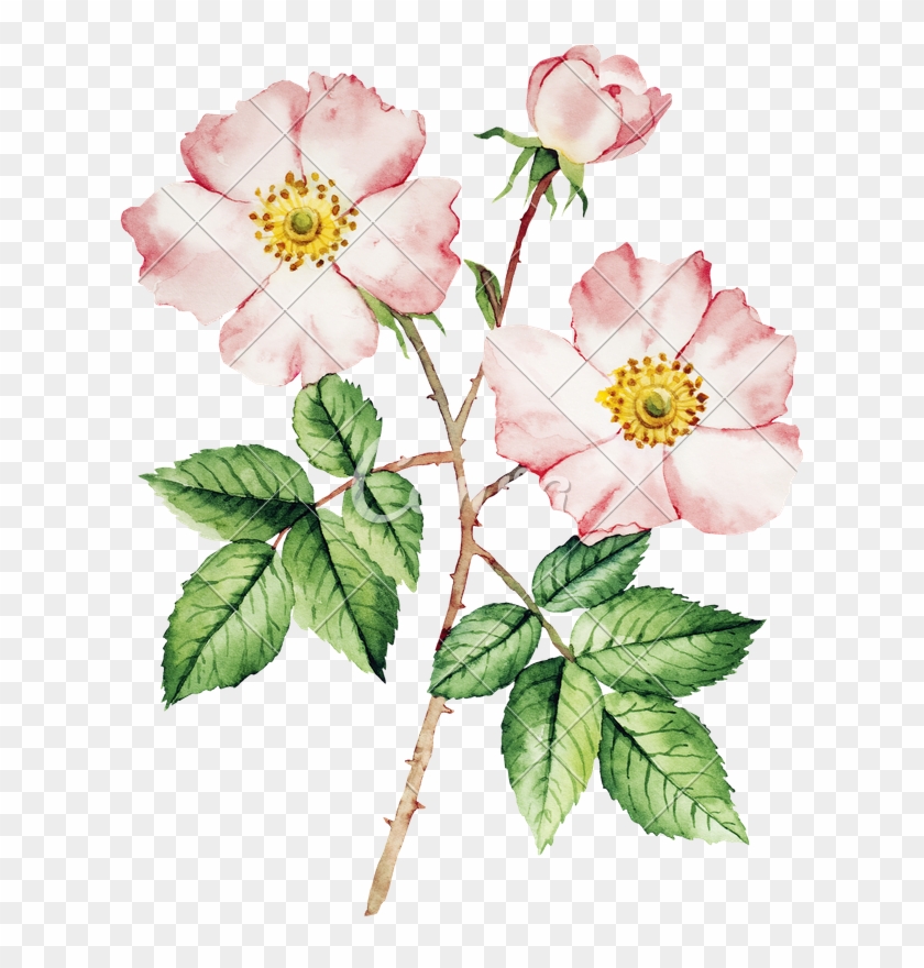 Botanical Wild Rose Flower Watercolor - Rose Bush Watercolor #438879