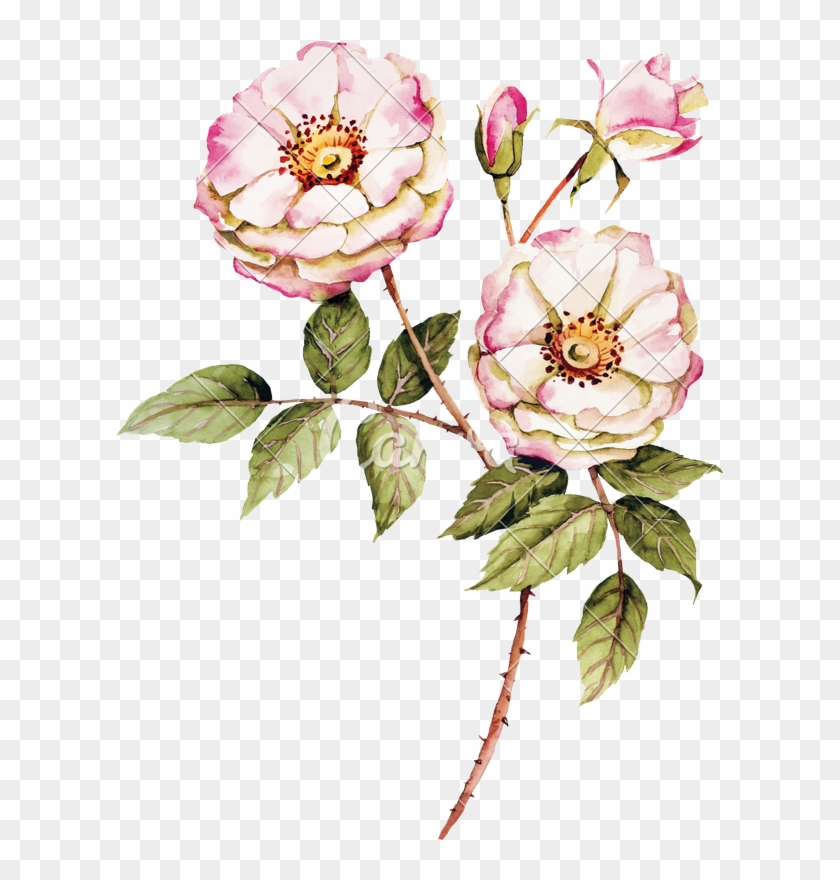 Botanical Wild Rose - Botanical Roses #438896