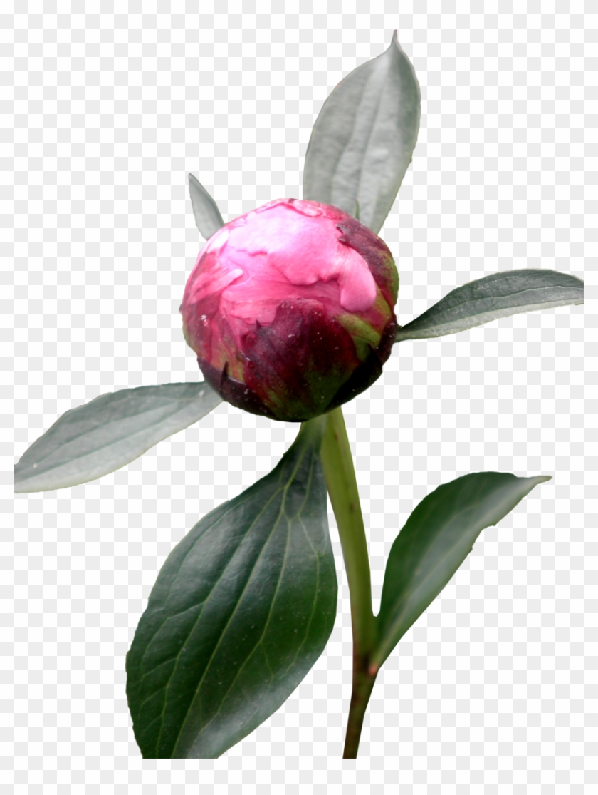 Peony Png Hd - Peony With Transparent Background #438901