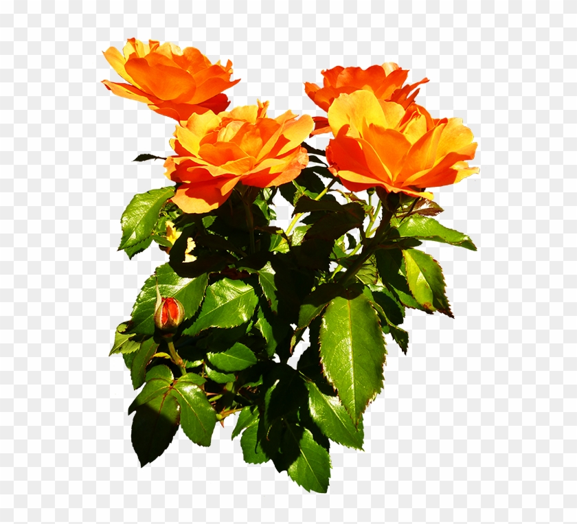 Bunch Of Orange Roses Blooming - Garden Roses #438903