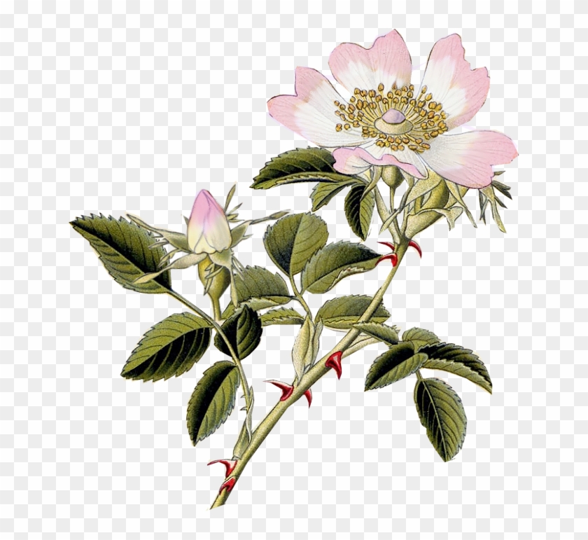 Graphics Are Pngs With Transparent Background And May - Dog Rose Png #438916