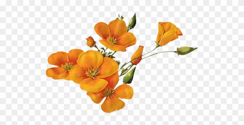 Orange-wildflowers - Quoted About Pleasant Morning #438950