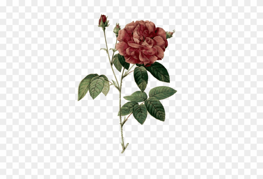 Wild Rose In Blossom - Poesias De Nuno Judice #438953