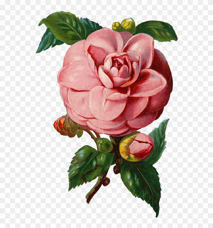 Isn't This Vintage Pink Rose Beautifulpng File With - Vintage Rose Vector Png #438966