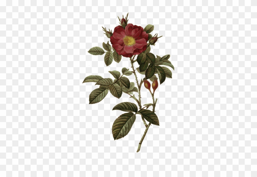 Wild Rose And Rosehips - Vintage Botanical Prints Wild Rose #438974