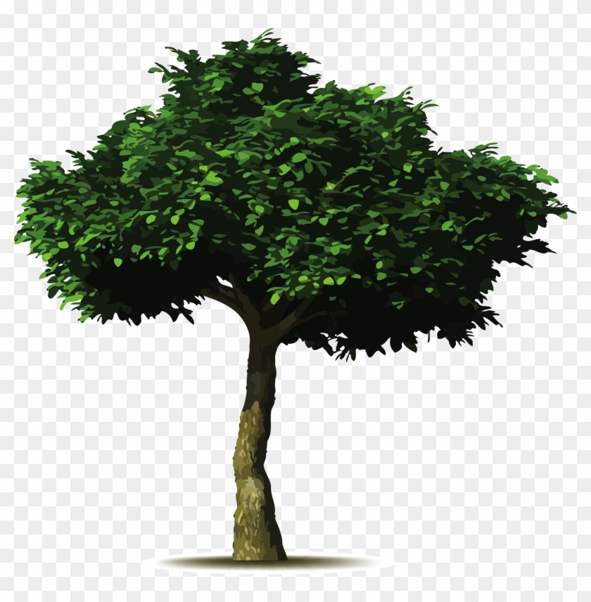 Arbol Simbolo / - Save Water Plant Trees #439138