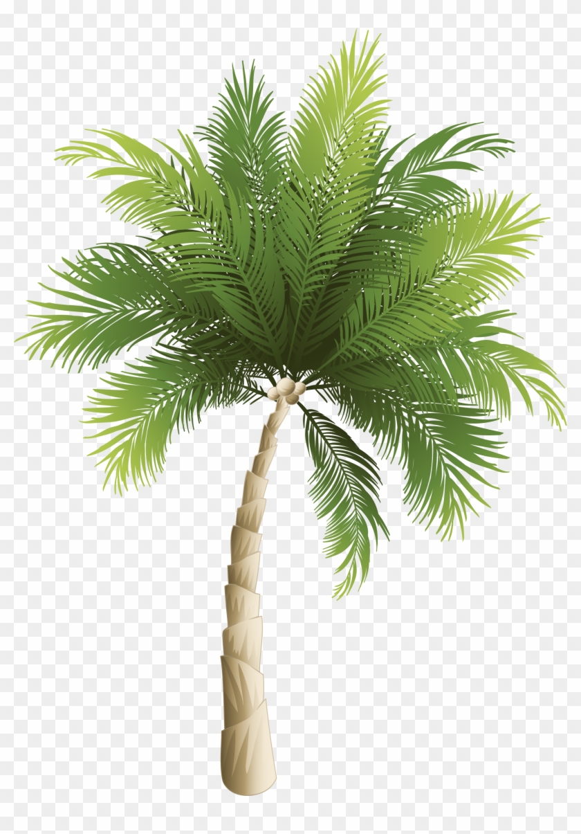 Arecaceae Coconut Phoenix Canariensis - Palm Tree Png Transparent #439240