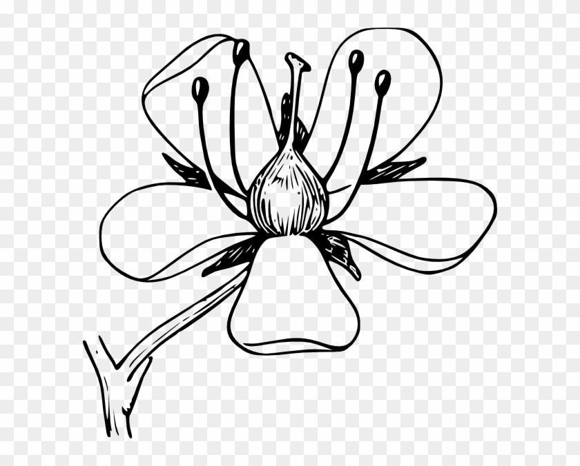 Flower Parts Unlabeled