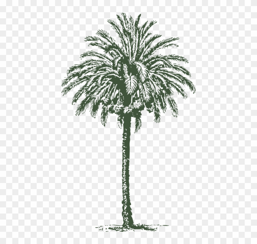 Palm Tree Png 14, Buy Clip Art - Palma De Cera Vector #439316