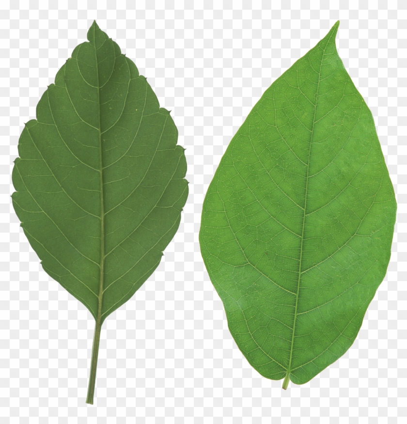Foliage Clipart Real - Leaves Png #439337