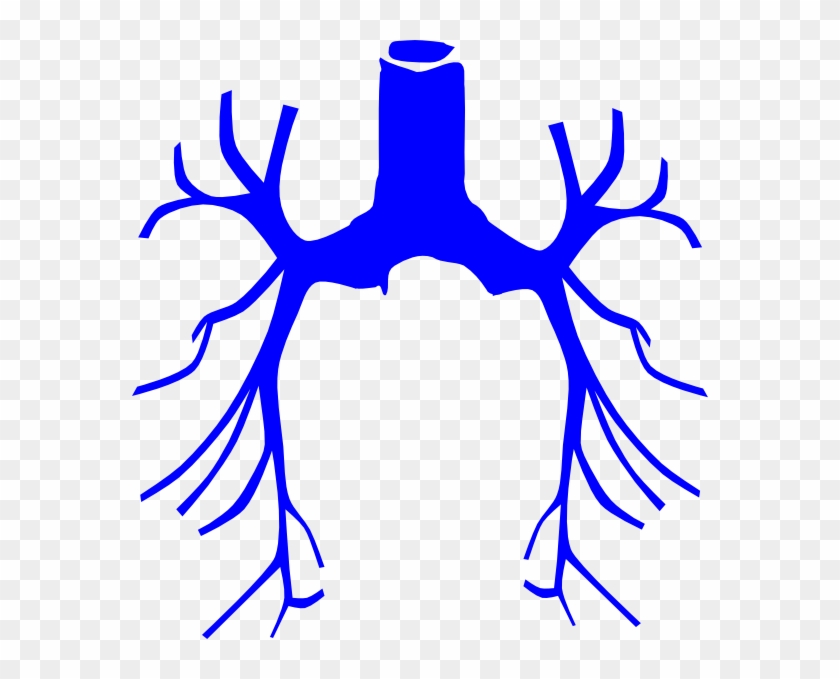 Lungs Clip Art #439460