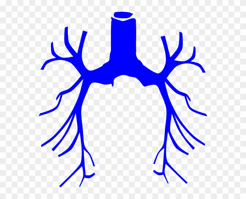 Lungs Clip Art #439460