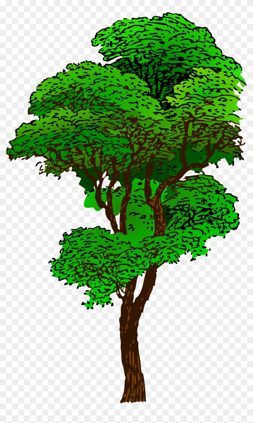 Elm Tree Svg - Rainforest Tree Clipart #439485