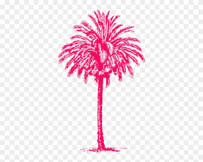 Line Drawings Palm Tree #439500