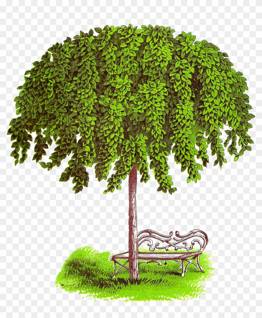 How Lovely It Would Be To Sit There In The Afternoon, - Elm Tree Clipart #439589