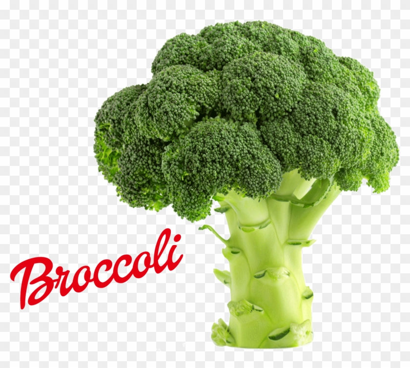Broccoli Png Image - Much Protein Is In Broccoli #439618
