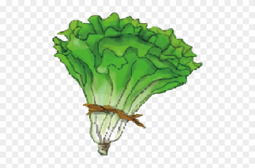 Cabbage Leaf Vegetable Lettuce - Cabbage Leaf Vegetable Lettuce #439622