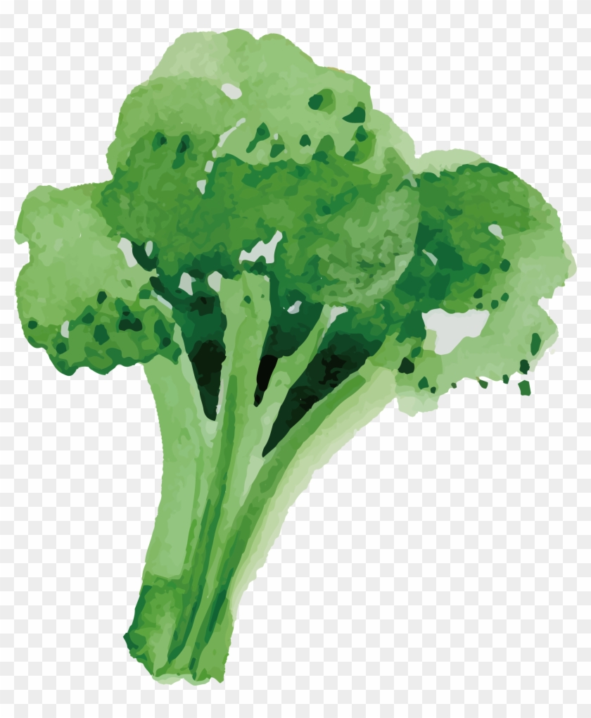 Broccoli Vegetable Food - Broccoli Vegetable Food #439735