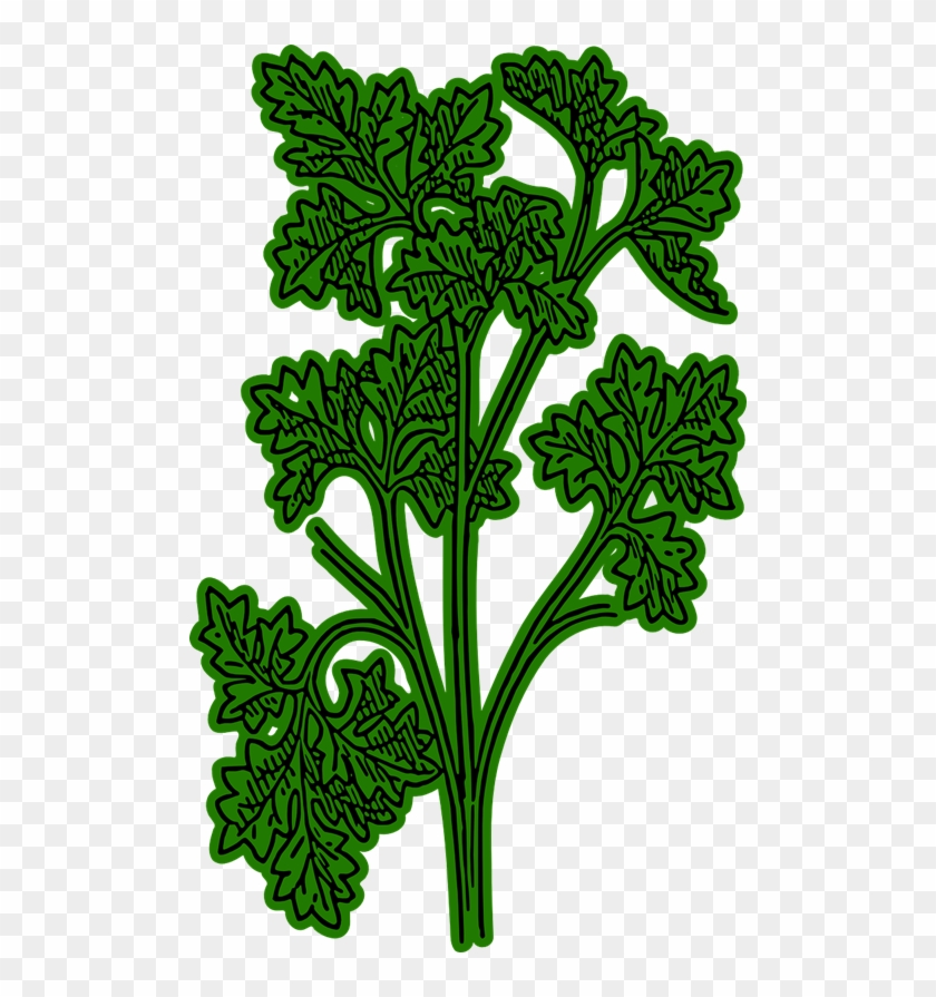 Parsley Clipart Cartoon - Parsley Plant Clipart #439759