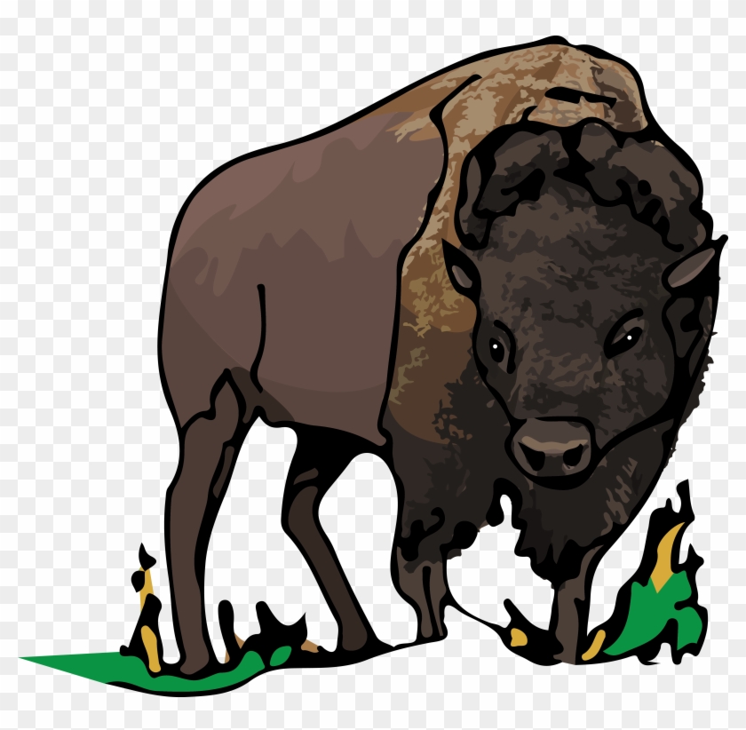 Bison - Bull #439780