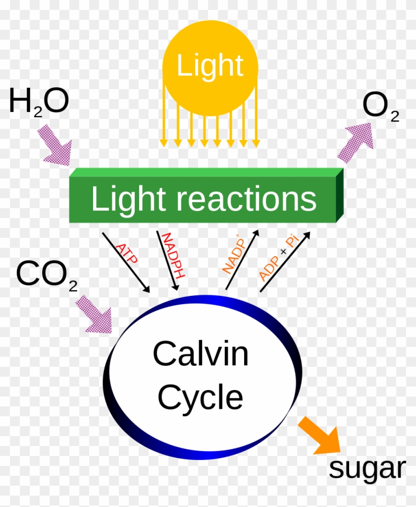 Photosynthesis Clipart - Light Dependent Reactions Definition #439823