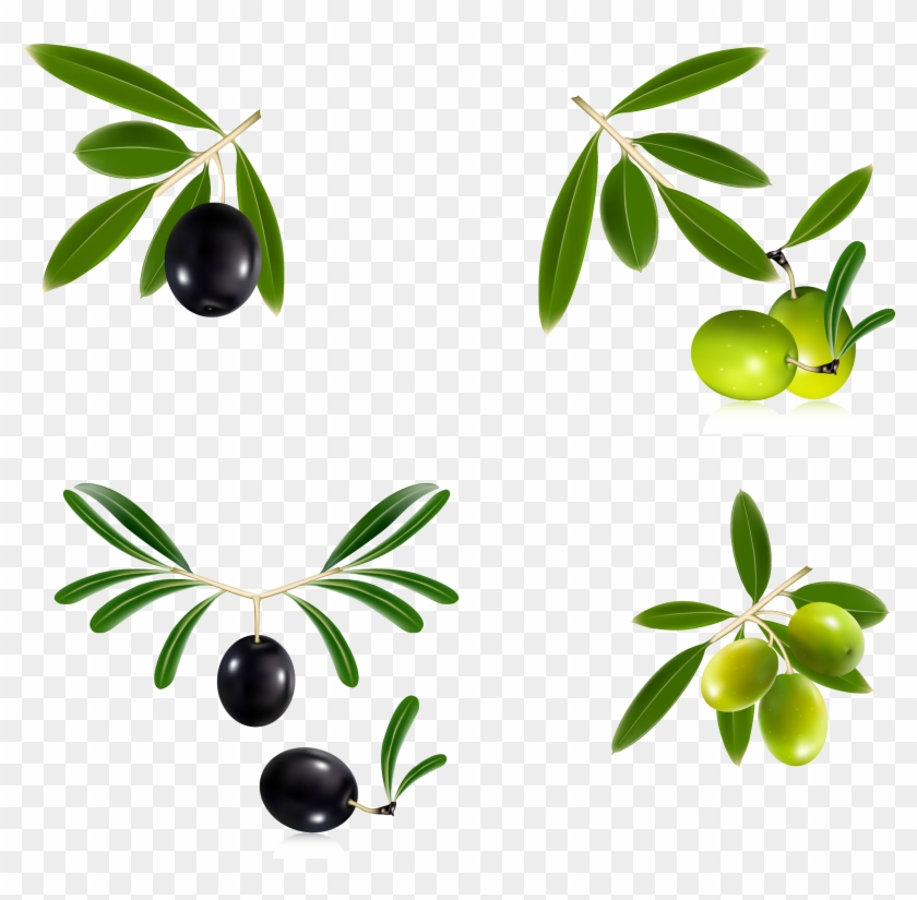 Olive Oil Olive Leaf Olive Wreath - Free Vector Olive Oil #439928