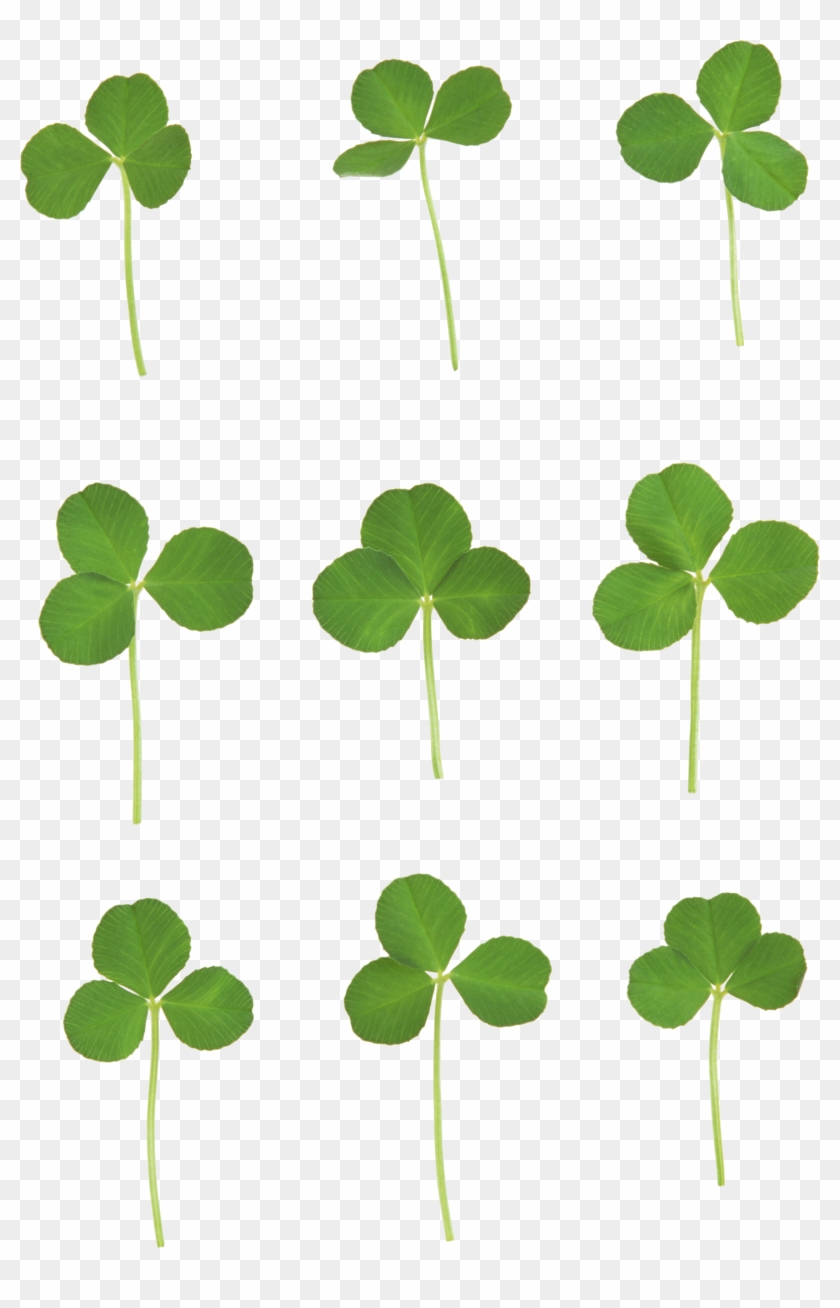 Four-leaf Clover Clip Art - Four Leaf Clover Png #439933