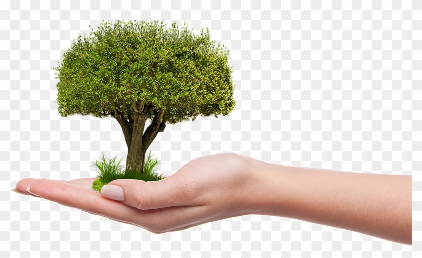Plant A Tree Png #439946