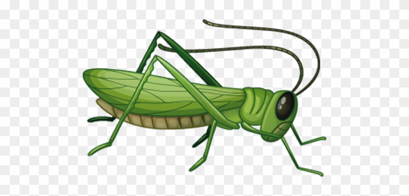 Grasshopper Png - Grasshopper Clipart Png #439969
