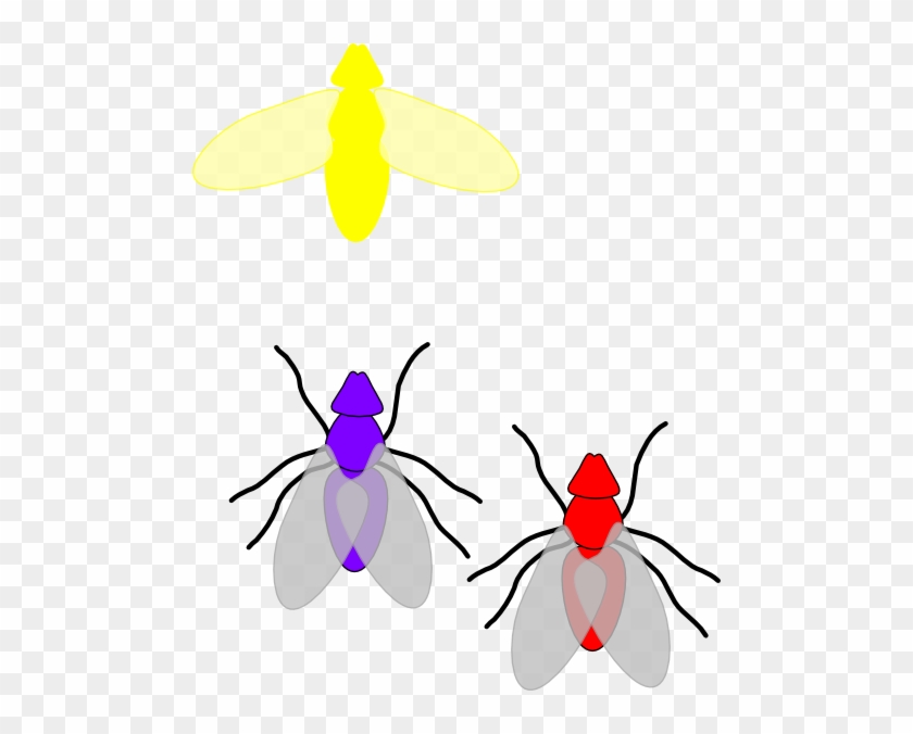 Firefly Bug Clip Art At Clker - Firefly Cliparts Png #439973