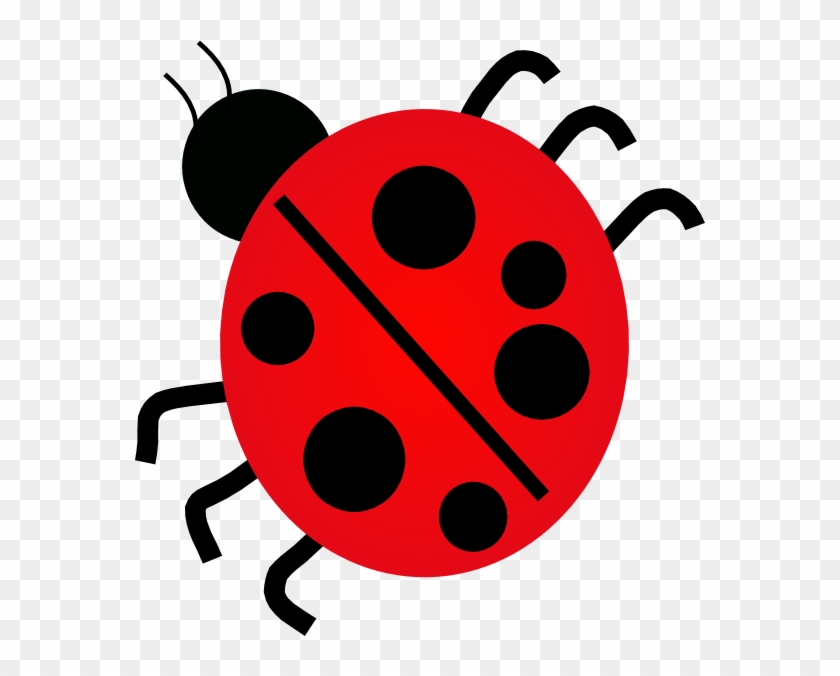 Many Legs Does A Ladybug Have #439982