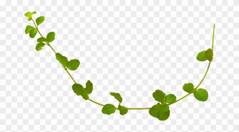 Leaf Rattan Vine Calameae - Leaf Rattan Vine Calameae #439996