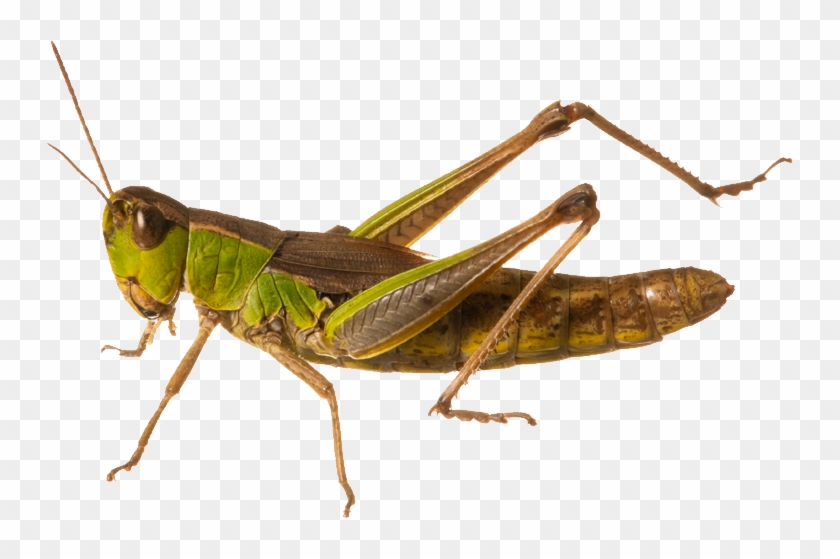 Chapulines Png #439992