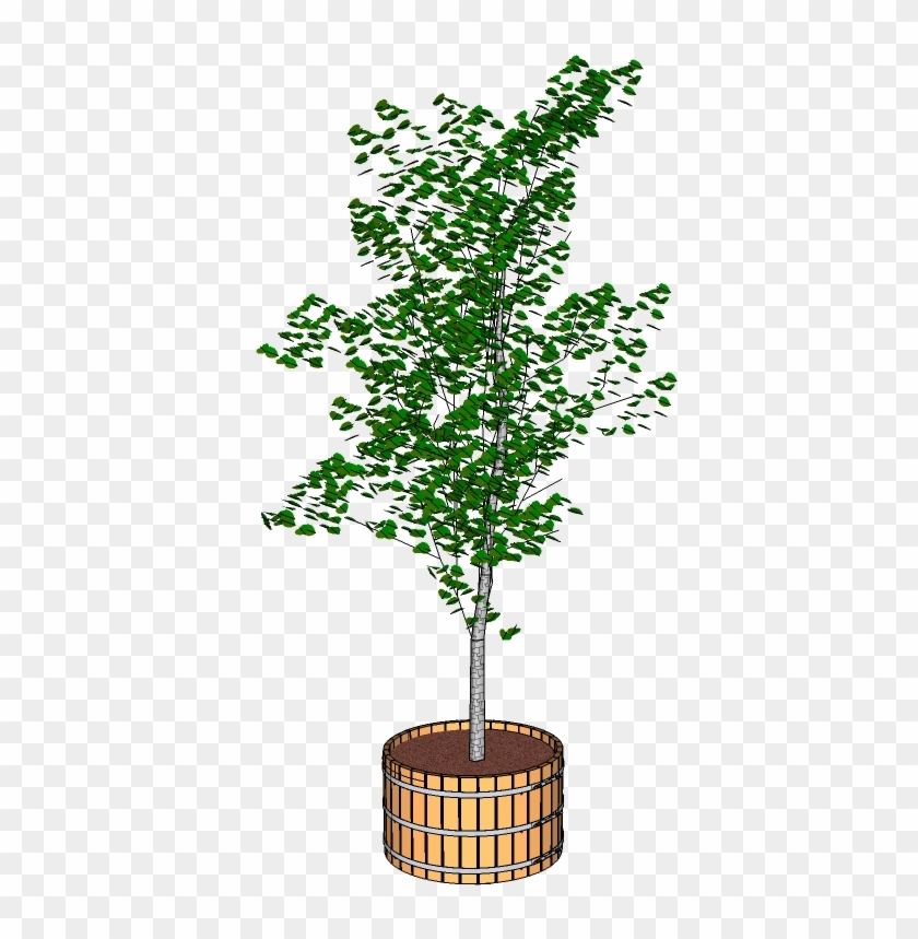 Tree In Tub Png #440093