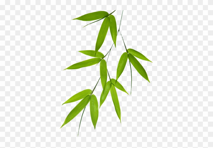Wallpaper With Bamboo Leaf Motif - Bamboo Leaves Vector Png #440522