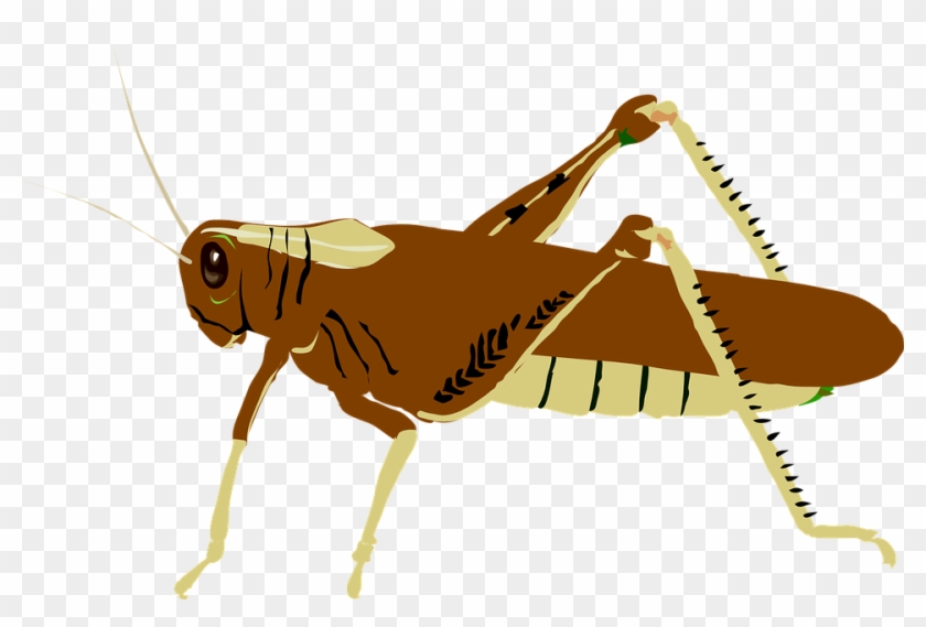 Australian Plague Locust Clip Art At Clker - Grasshopper Clip Art #440532