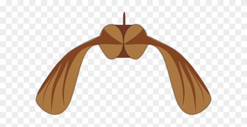 Sycamore Clipart - - Sycamore Seed Png #440542
