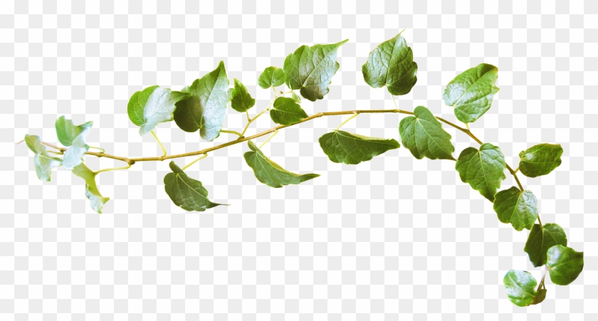 Leaf Twig World Wide Web - Leaves Twig Png #440581