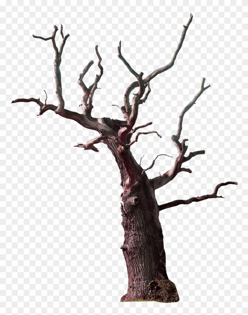 Tree Branch Snag - Tree Branch Snag #440599