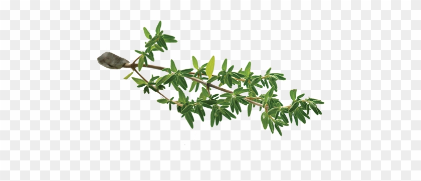 Thyme-leaf - Thyme Leaf Png #440583