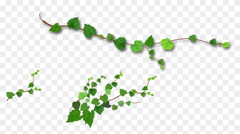Branch Leaf Tree - Leaf Vine Png #440584