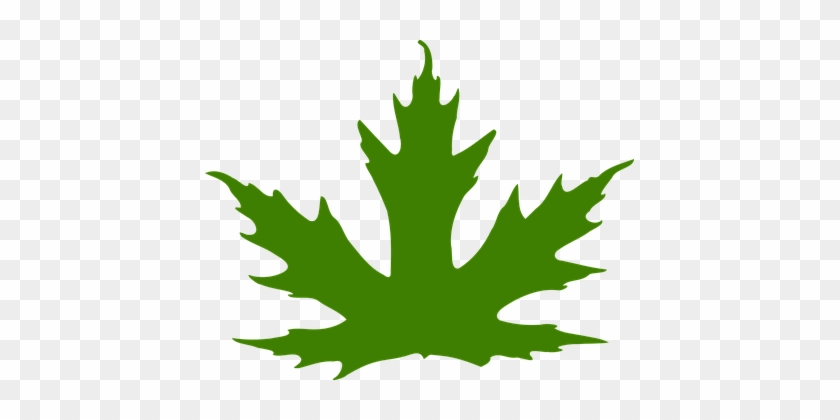 Leaf, Maple Leaf, Maple, Nature, Green - Maple Leaf Clip Art #440586