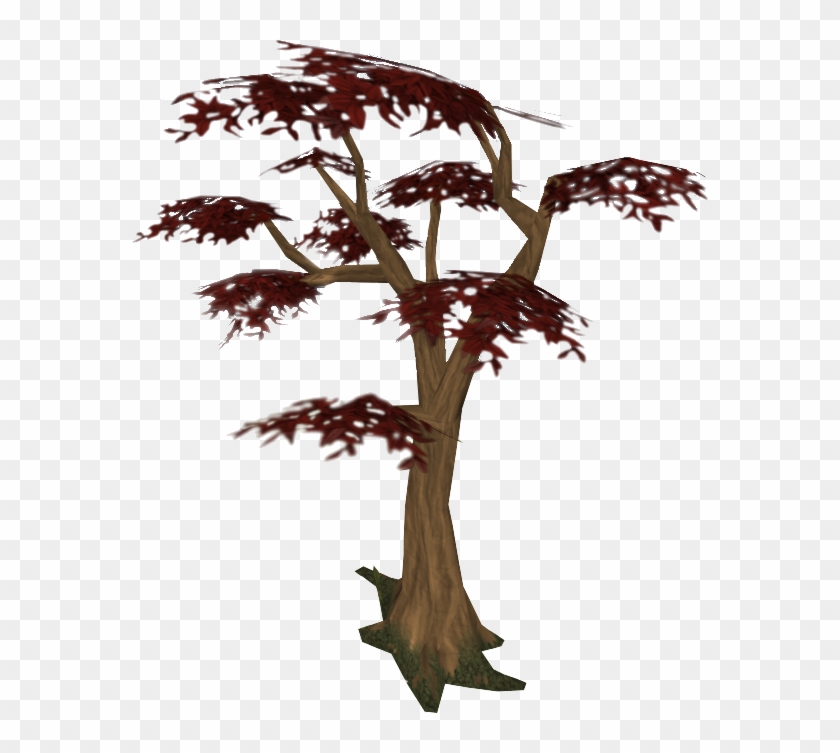 Red Tree - Pond Pine #440609