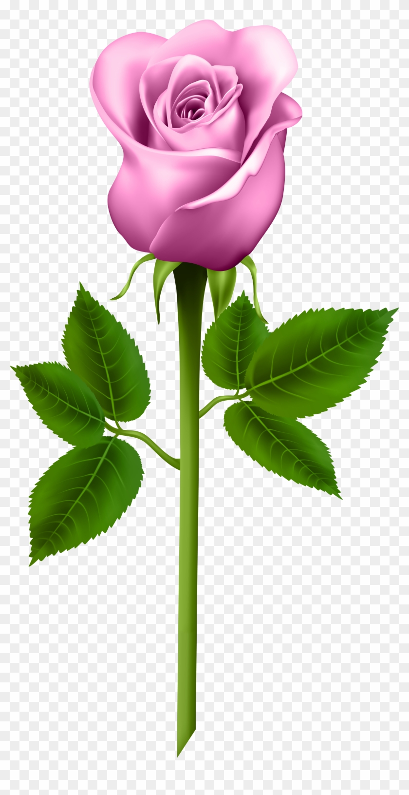 Pink Rose Transparent Png Image-1590009570 - Purple Clip Art Rose #441168