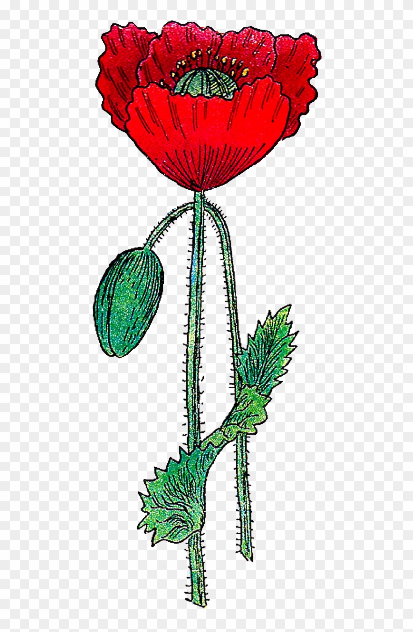 This Is A Bright And Colorful Poppy Flower Graphic - Clip Art #441425