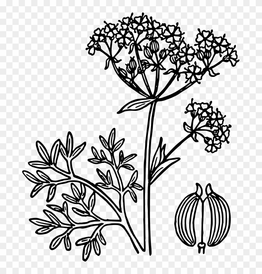 Free Anise - Anise Plant Vector #441432