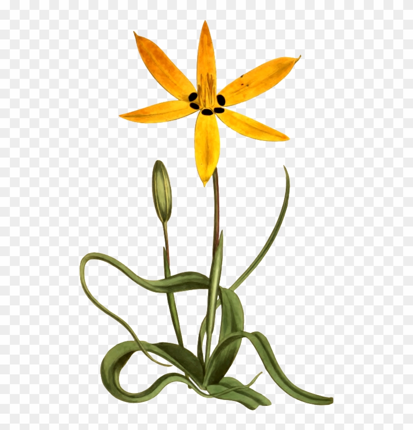 Medium Image - Botany #441435